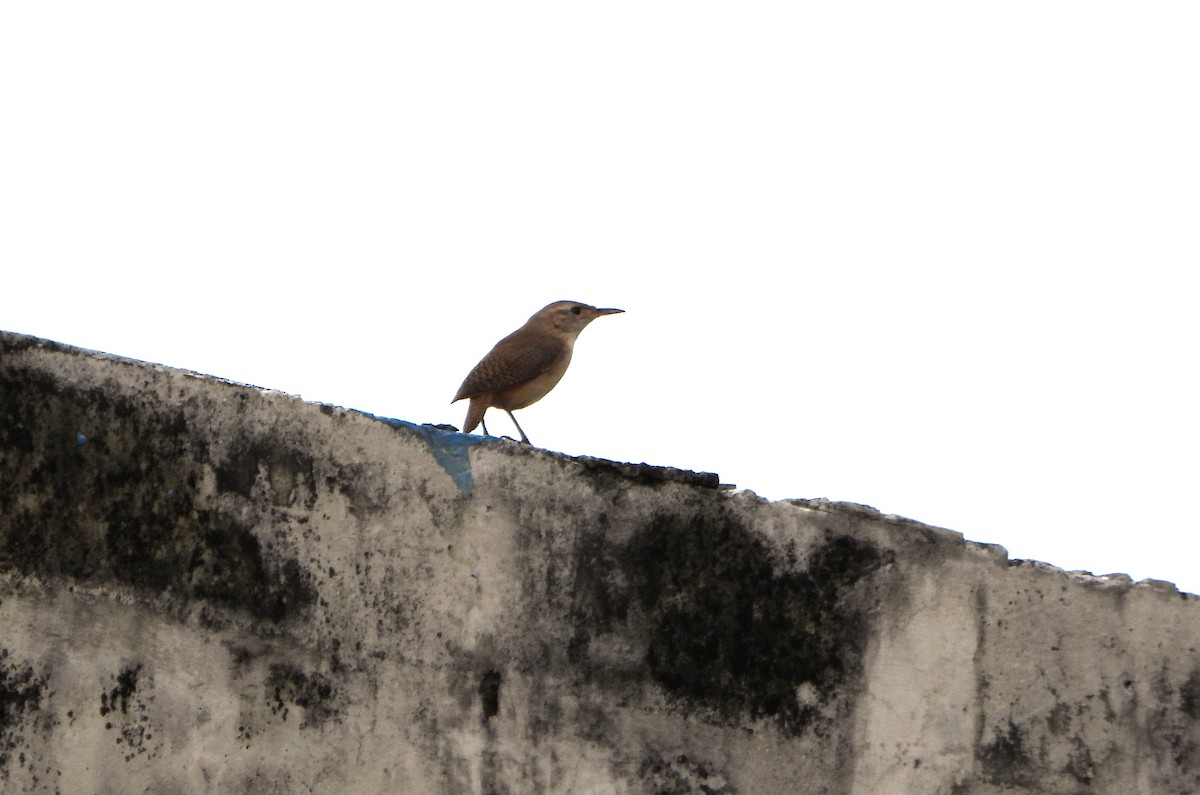 Southern House Wren - ML638902265