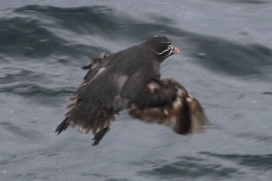 Whiskered Auklet - ML638902286