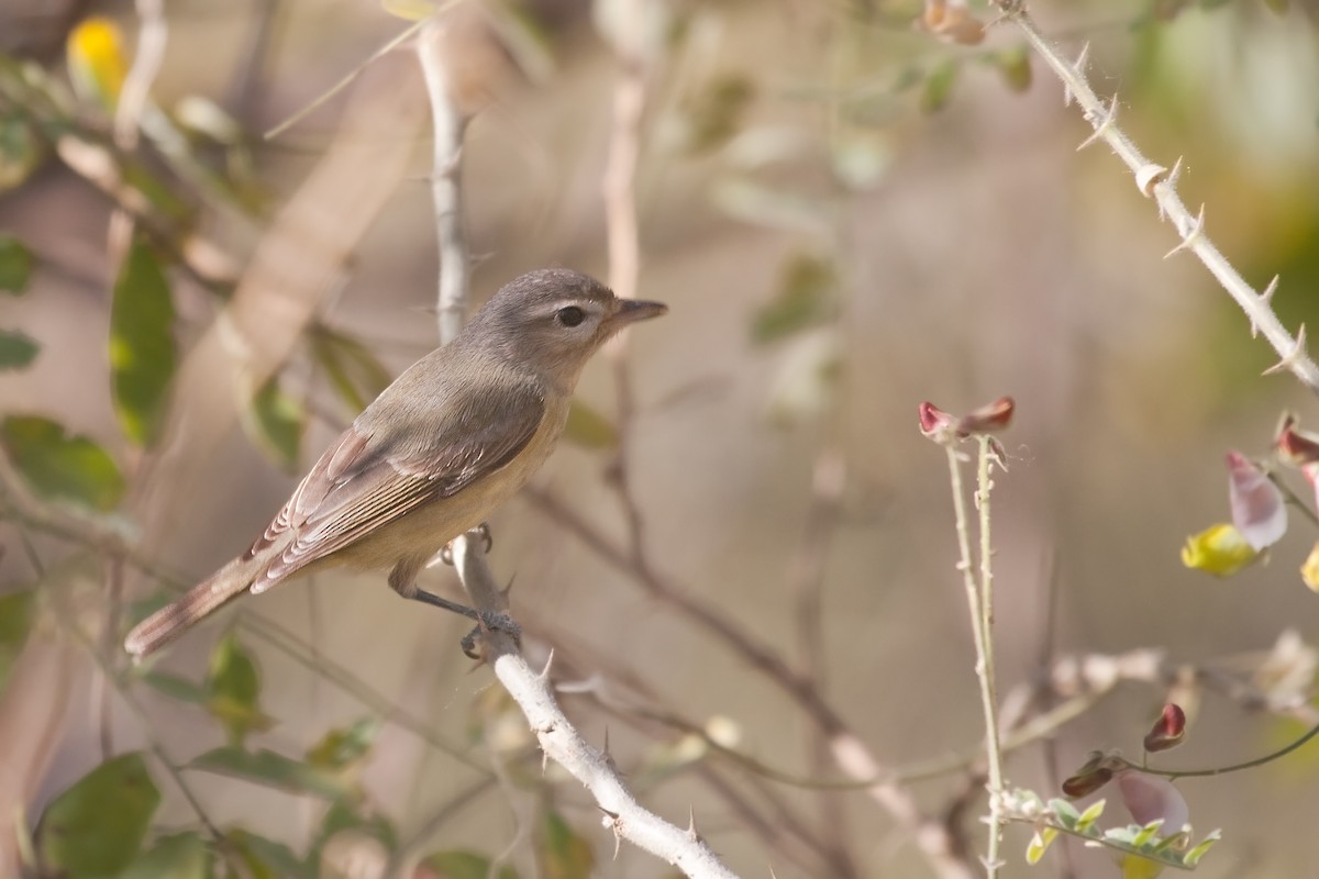 Warbling Vireo - ML638902372