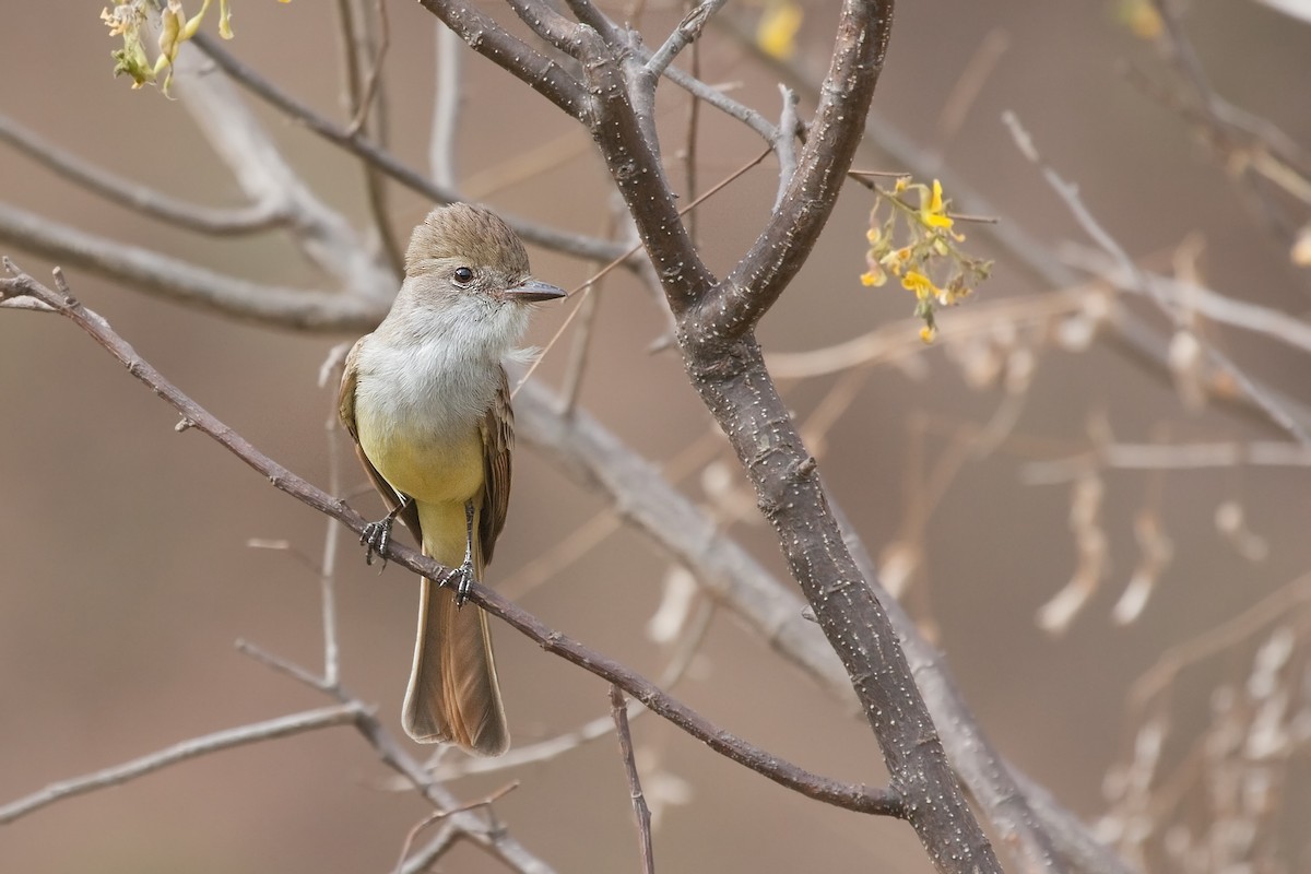 Nutting's Flycatcher - ML638902383