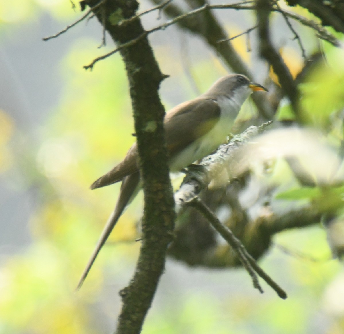 Yellow-billed Cuckoo - ML638902422
