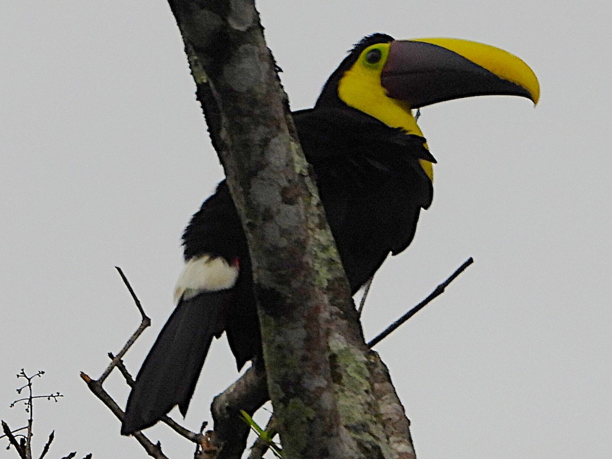 Yellow-throated Toucan - ML638902431