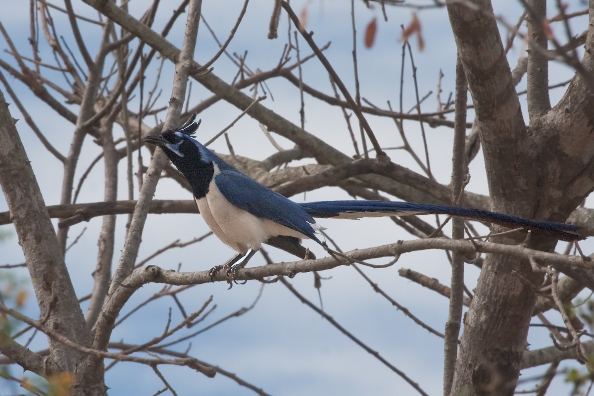 Black-throated Magpie-Jay - ML638902442