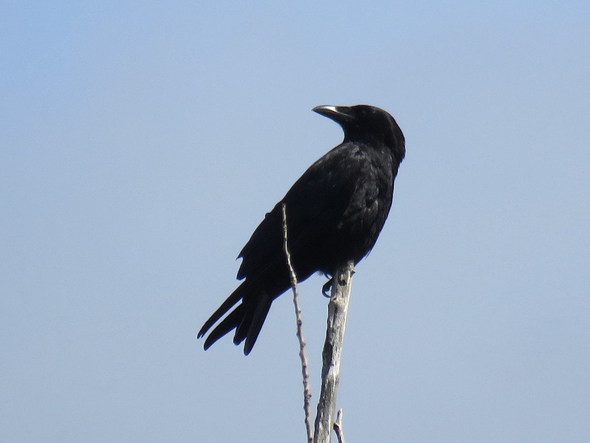 Common Raven - ML638902454