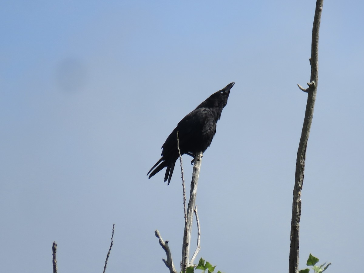 Common Raven - ML638902455