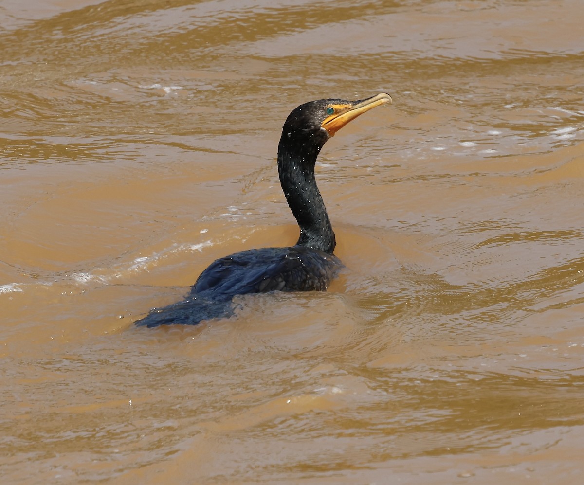 Double-crested Cormorant - ML638902464