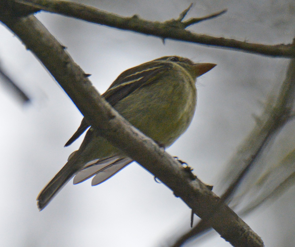 Yellow-bellied Flycatcher - ML638902483