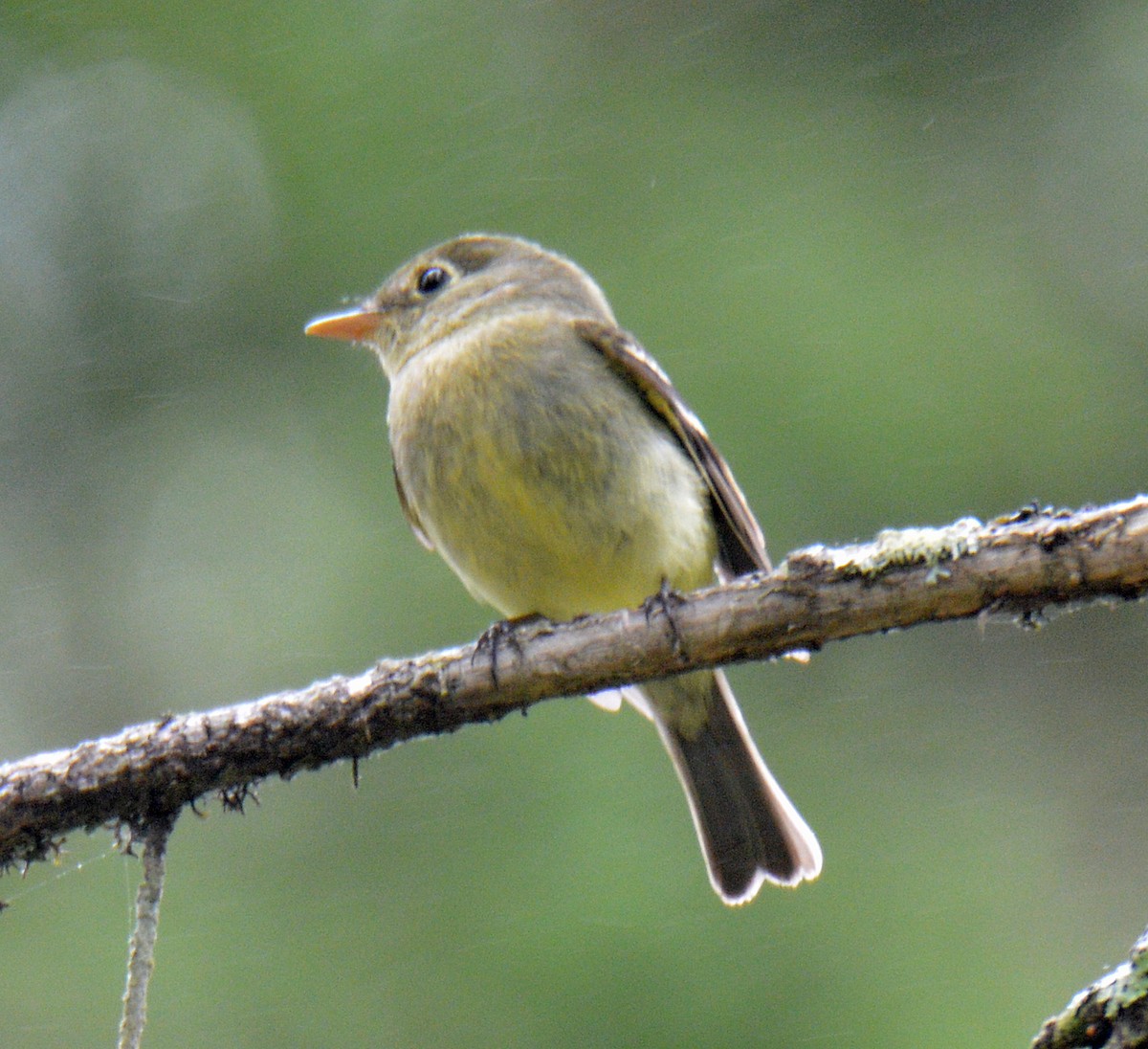 Yellow-bellied Flycatcher - ML638902484