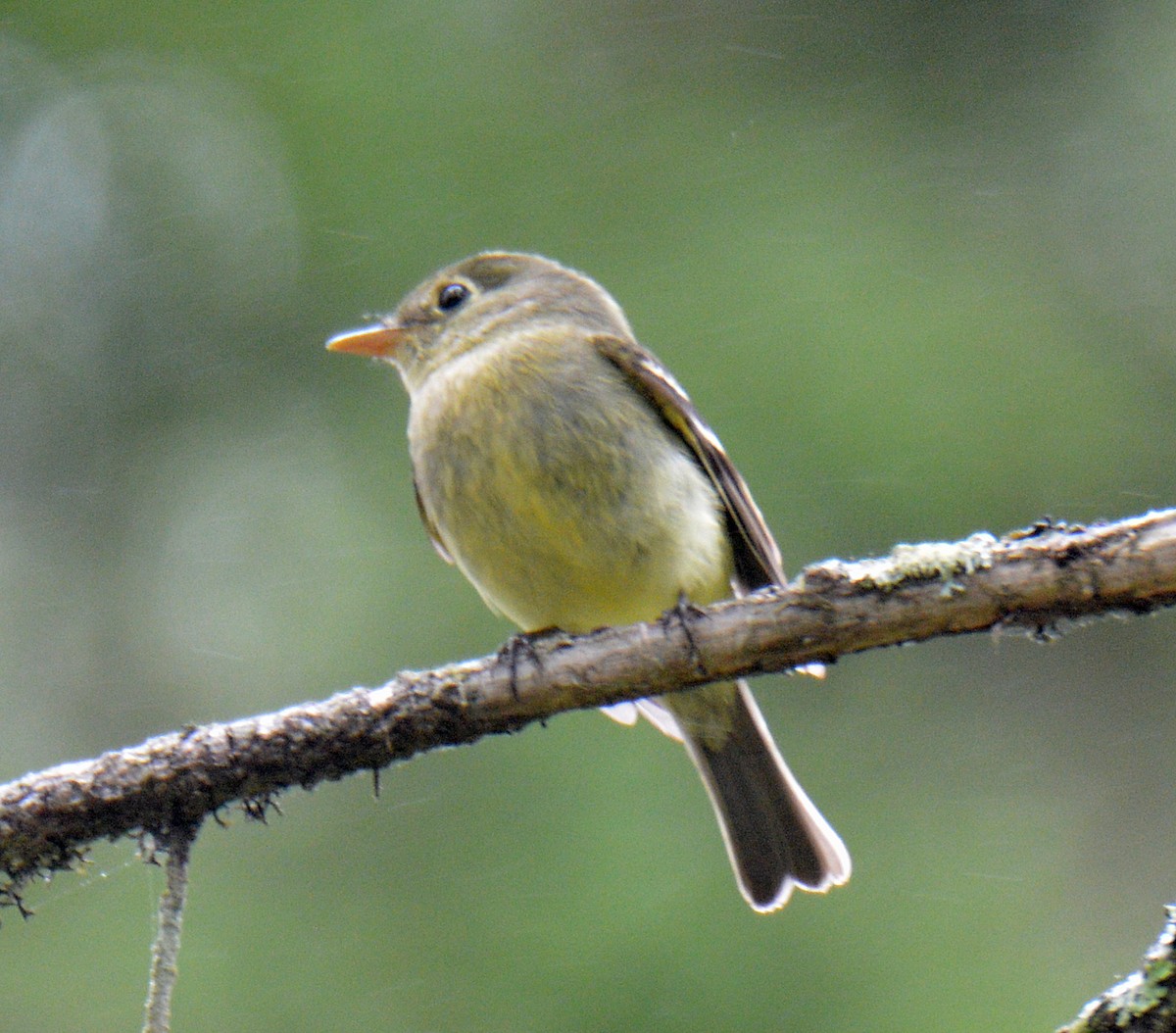 Yellow-bellied Flycatcher - ML638902485