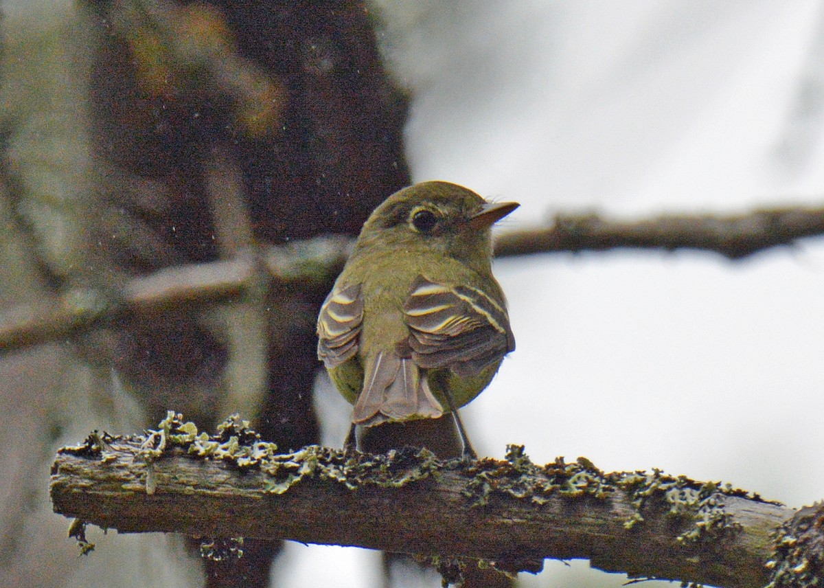 Yellow-bellied Flycatcher - ML638902486