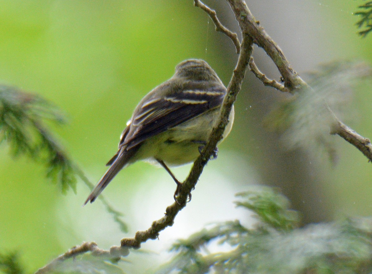 Yellow-bellied Flycatcher - ML638902489