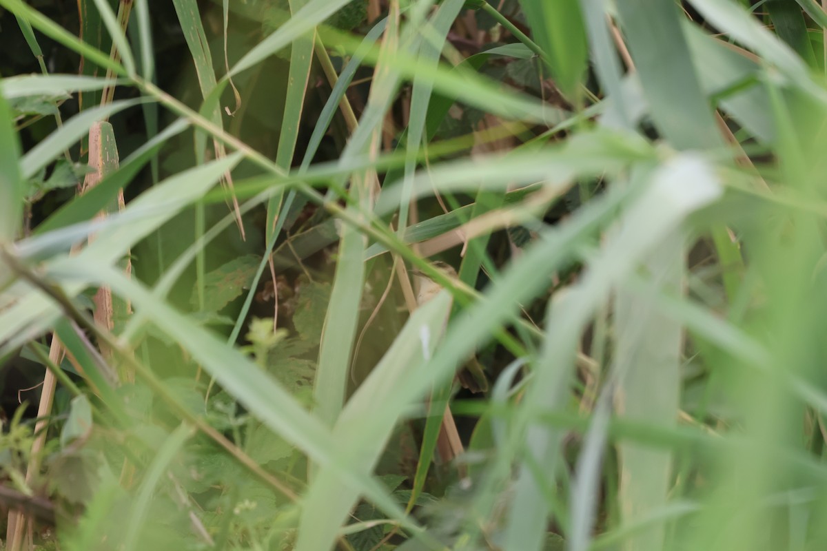 rákosník proužkovaný - ML638902527