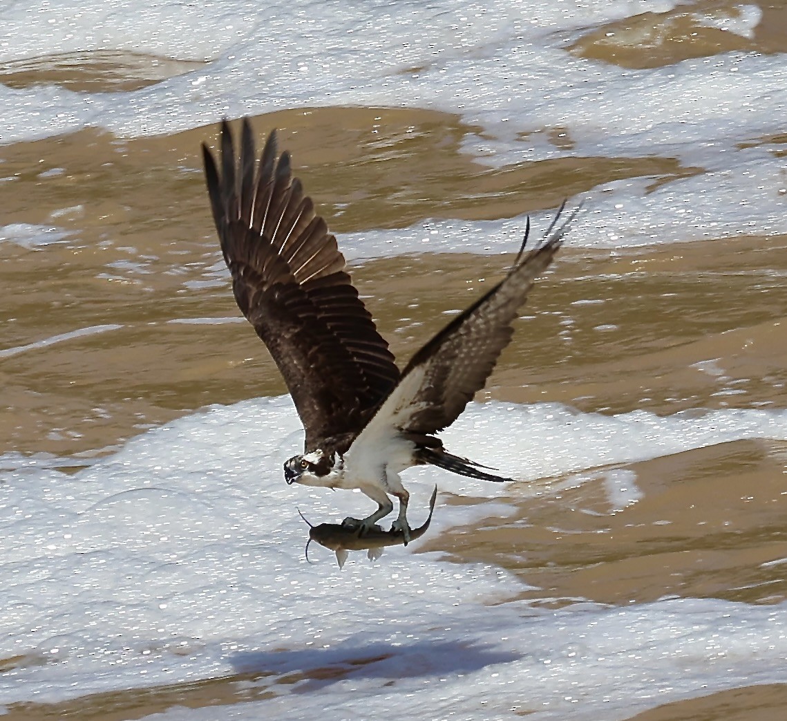 fiskeørn - ML638902530