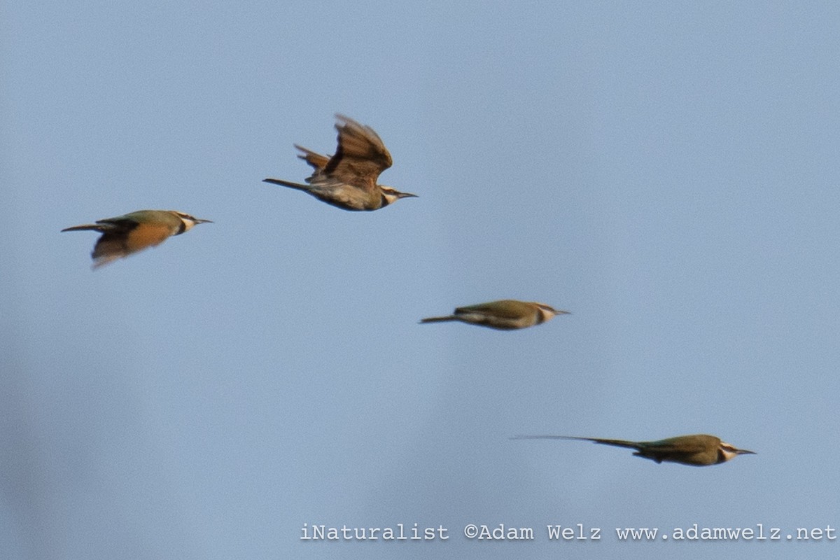 sebrabieter - ML638902578