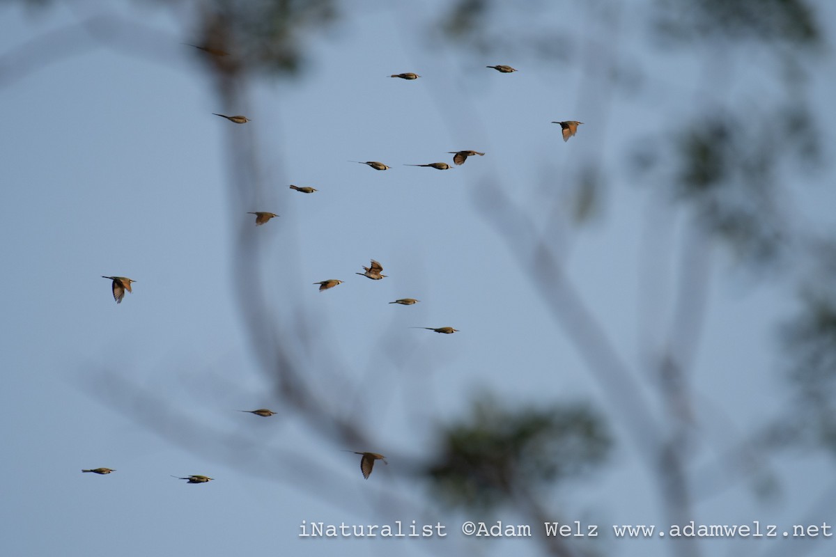 sebrabieter - ML638902579