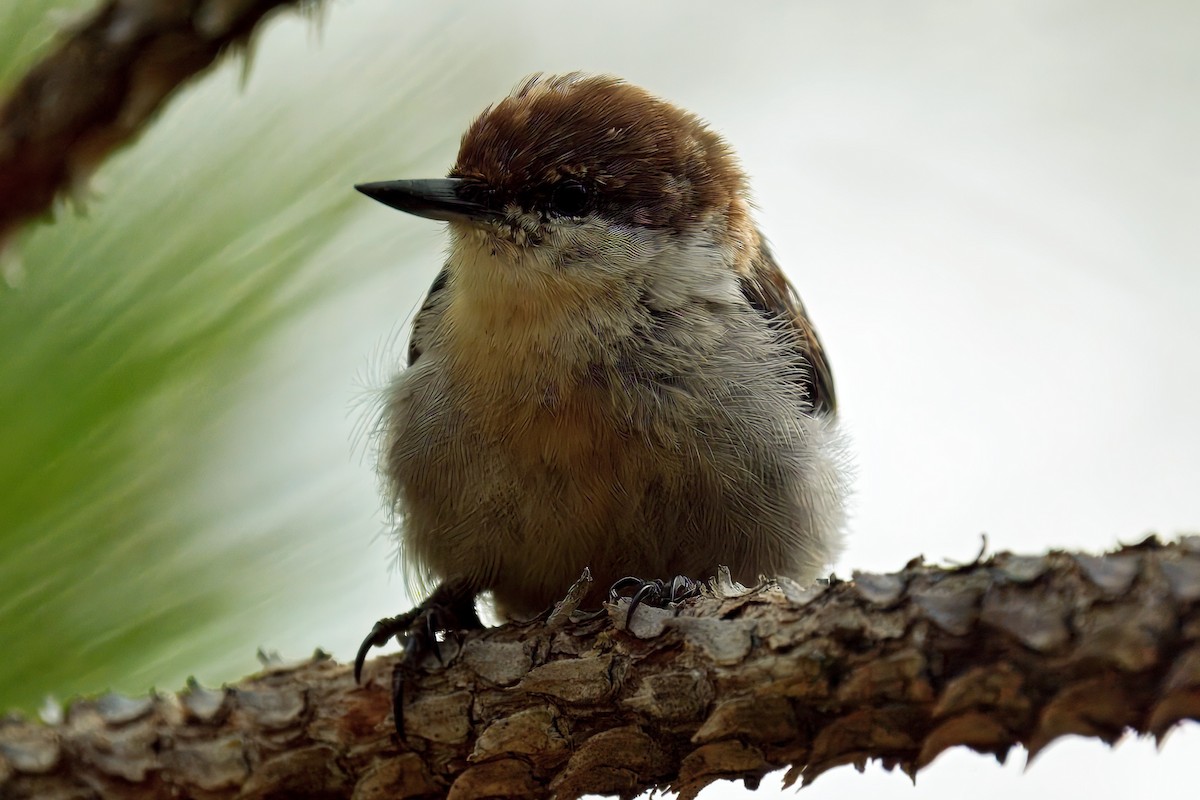 Brown-headed Nuthatch - ML638902624