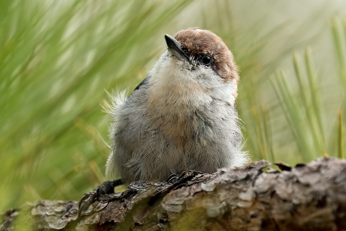 Brown-headed Nuthatch - ML638902625