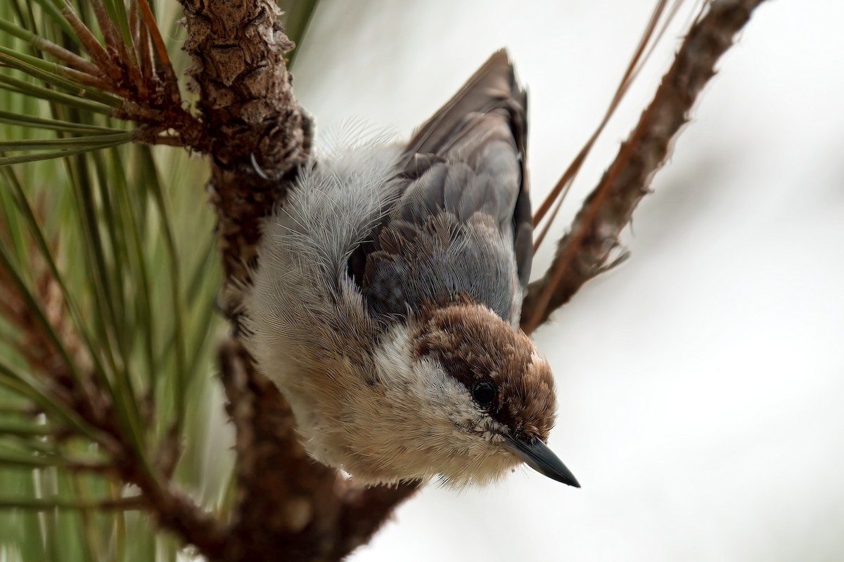 Brown-headed Nuthatch - ML638902626
