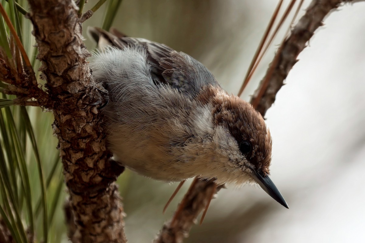 Brown-headed Nuthatch - ML638902627