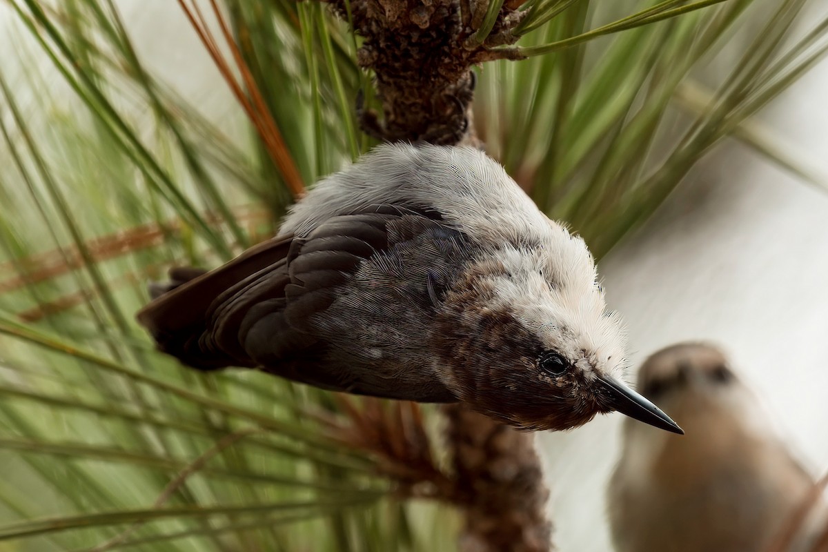 Brown-headed Nuthatch - ML638902628