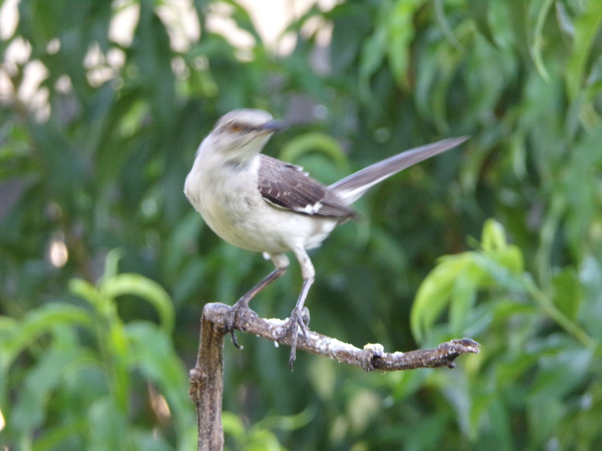 Northern Mockingbird - ML638902629