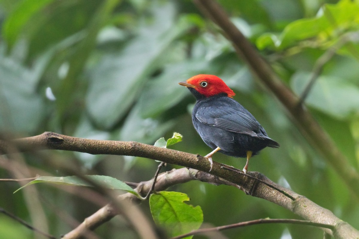 Round-tailed Manakin - ML638902631