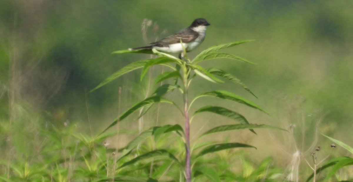 Eastern Kingbird - ML638902658