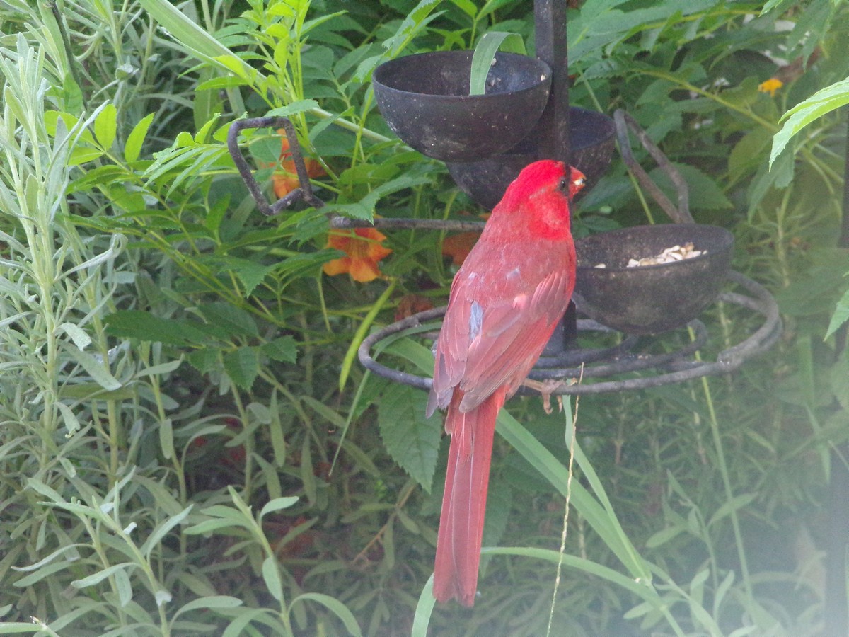 Northern Cardinal - ML638902659