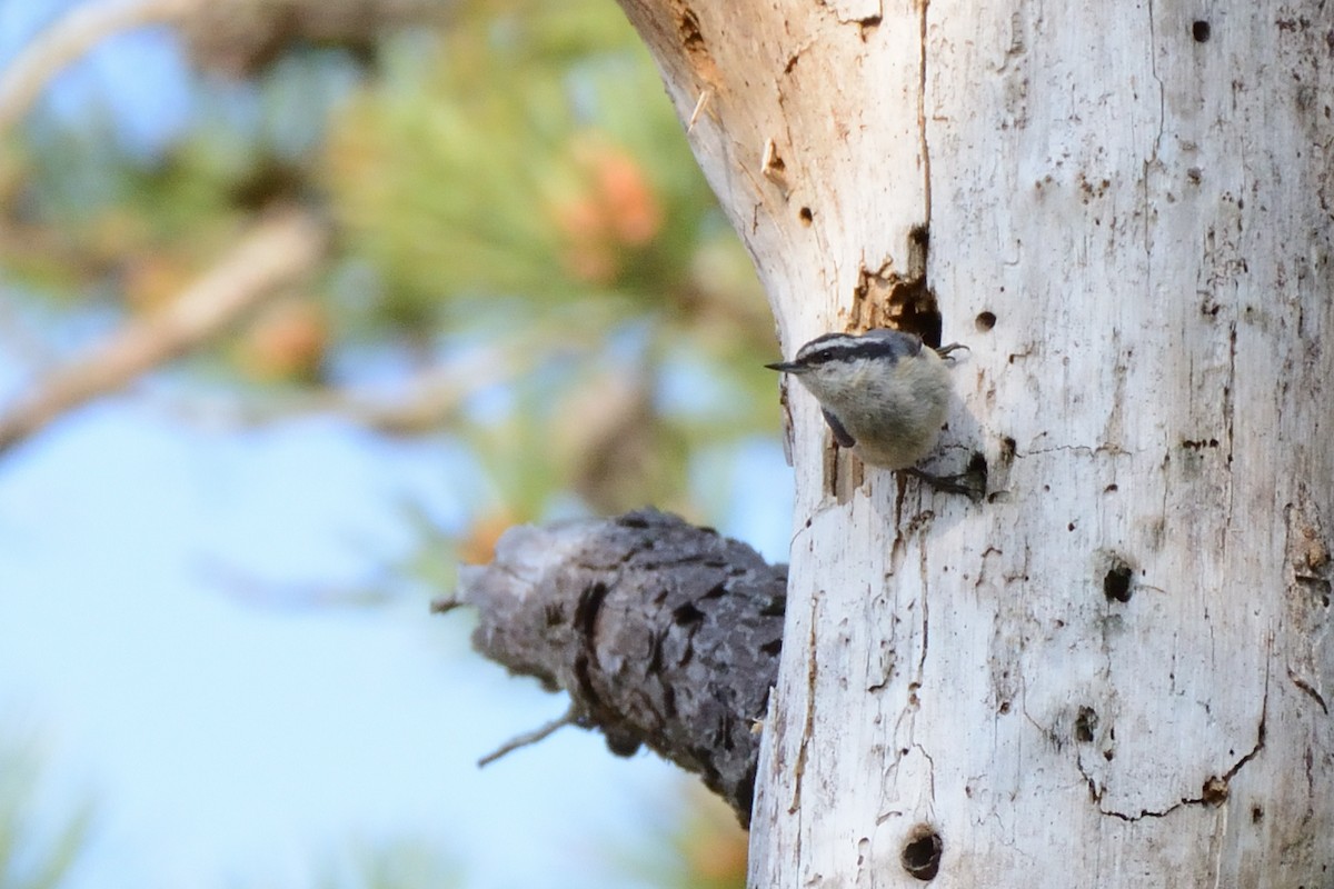Red-breasted Nuthatch - ML638902663