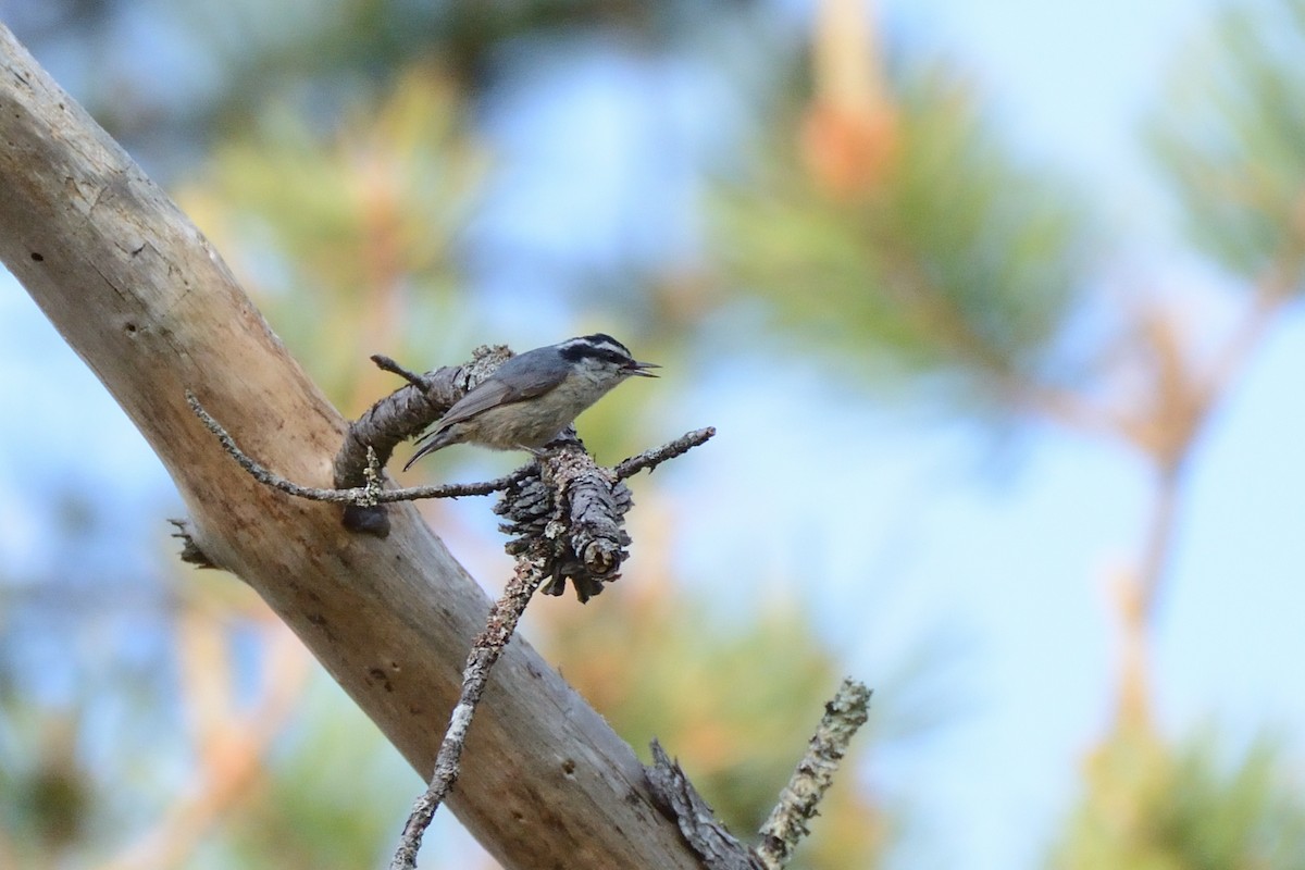 Red-breasted Nuthatch - ML638902664