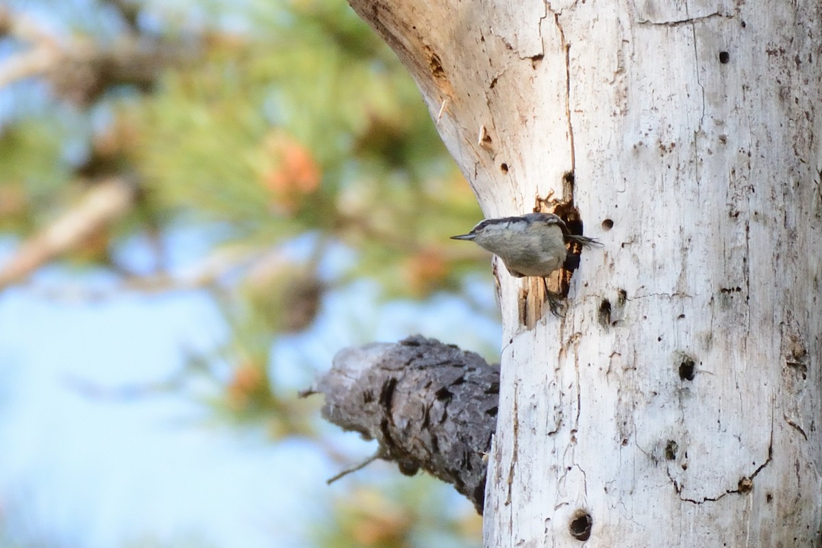 Red-breasted Nuthatch - ML638902665