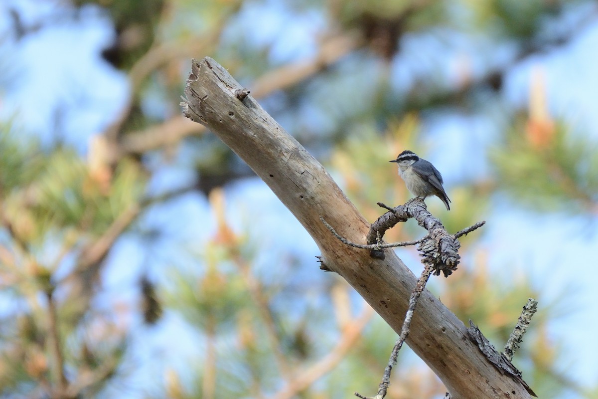 Red-breasted Nuthatch - ML638902666