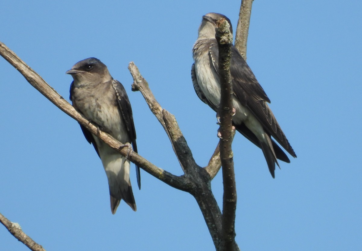 Purple Martin - ML638902673