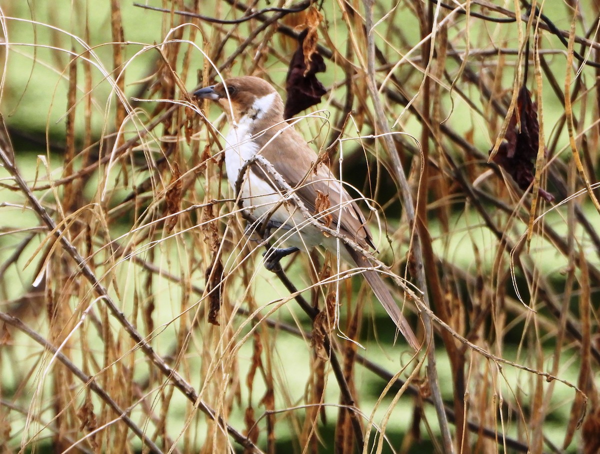 Masked Cardinal - ML638902709