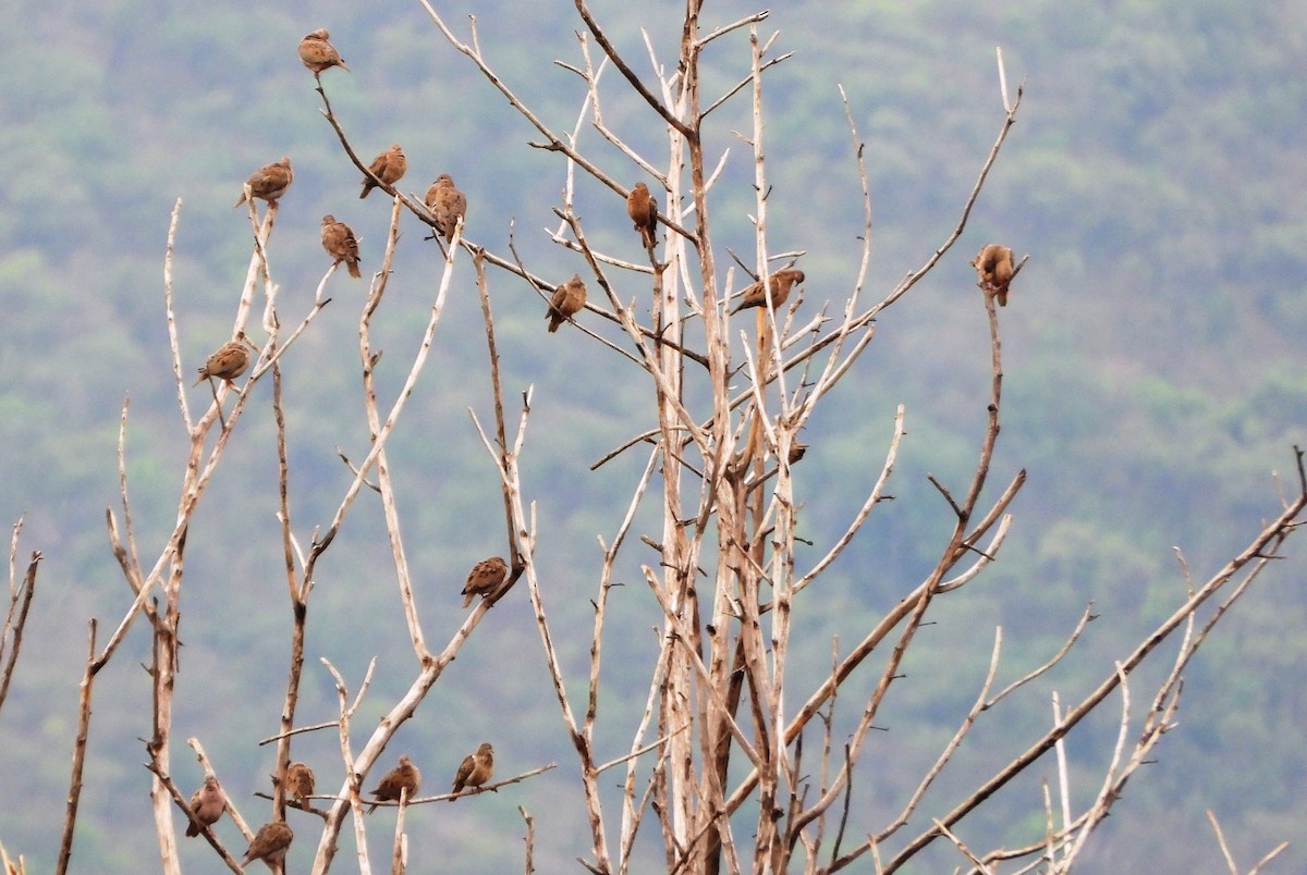 Eared Dove - ML638902721