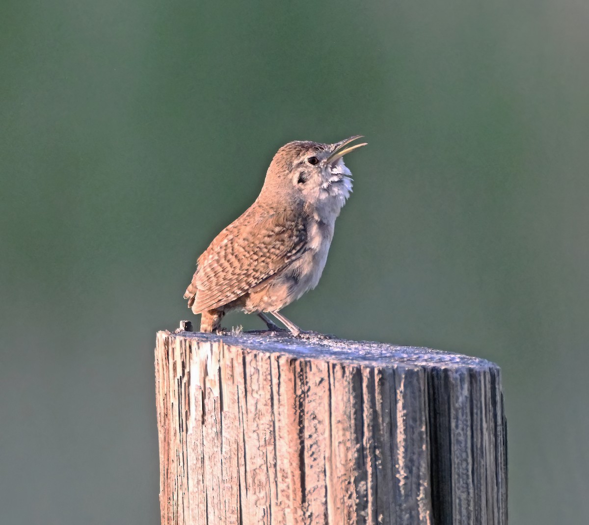 Northern House Wren - ML638902751