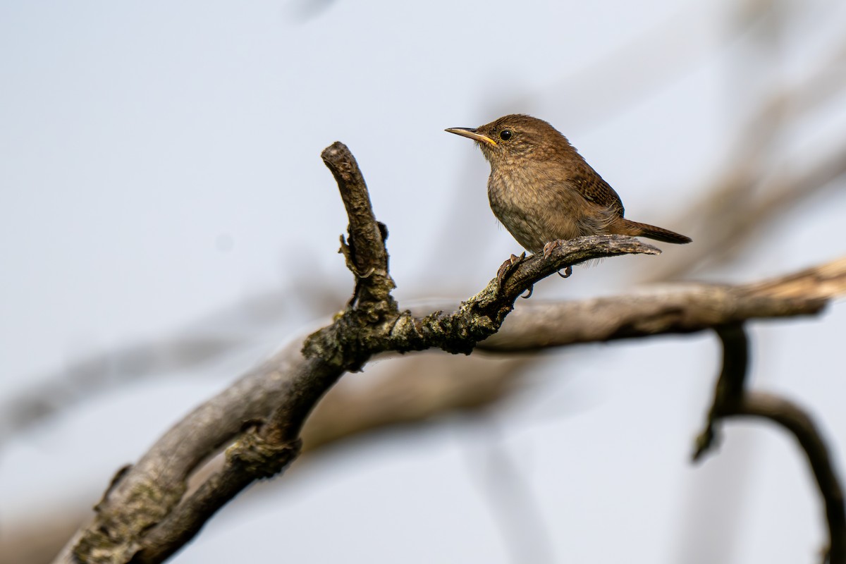 Northern House Wren (Northern) - ML638902777