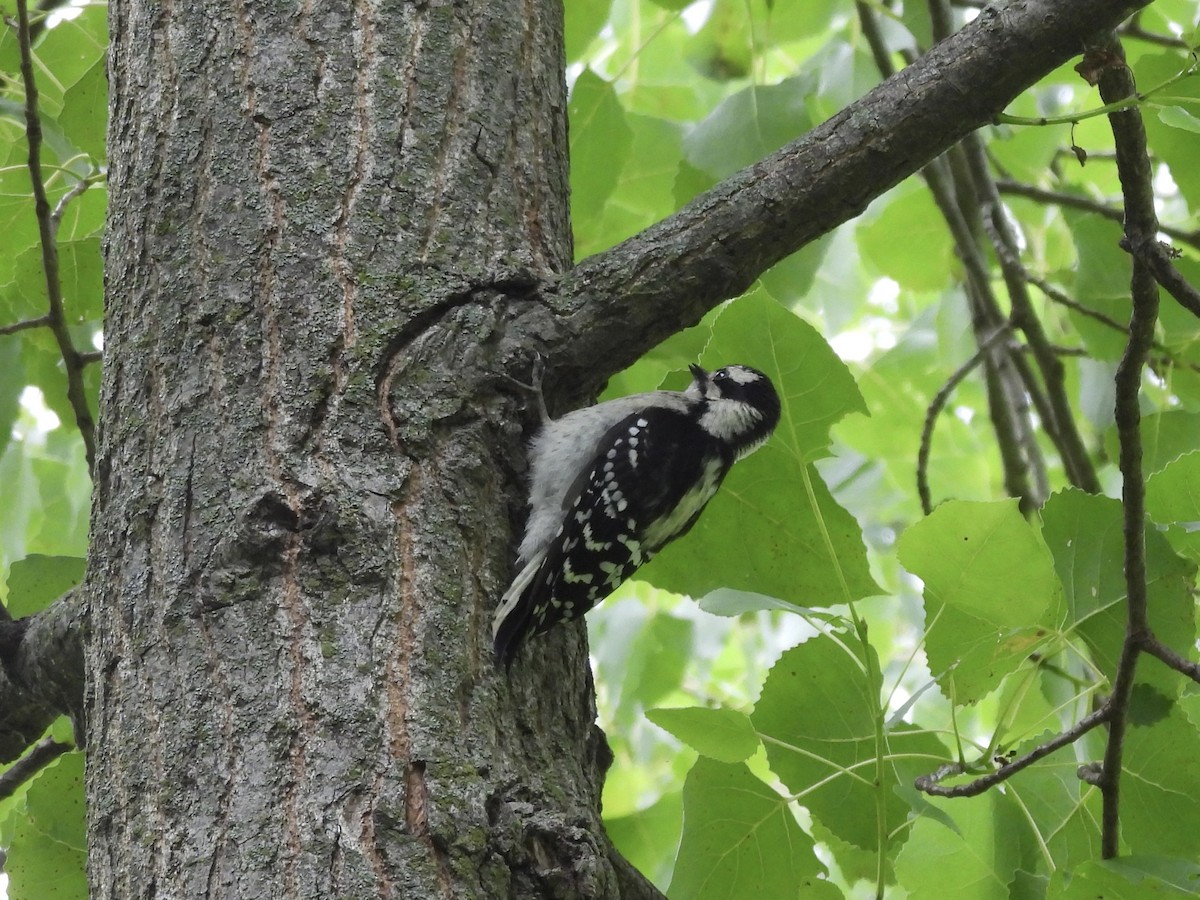 Downy Woodpecker - ML638902778