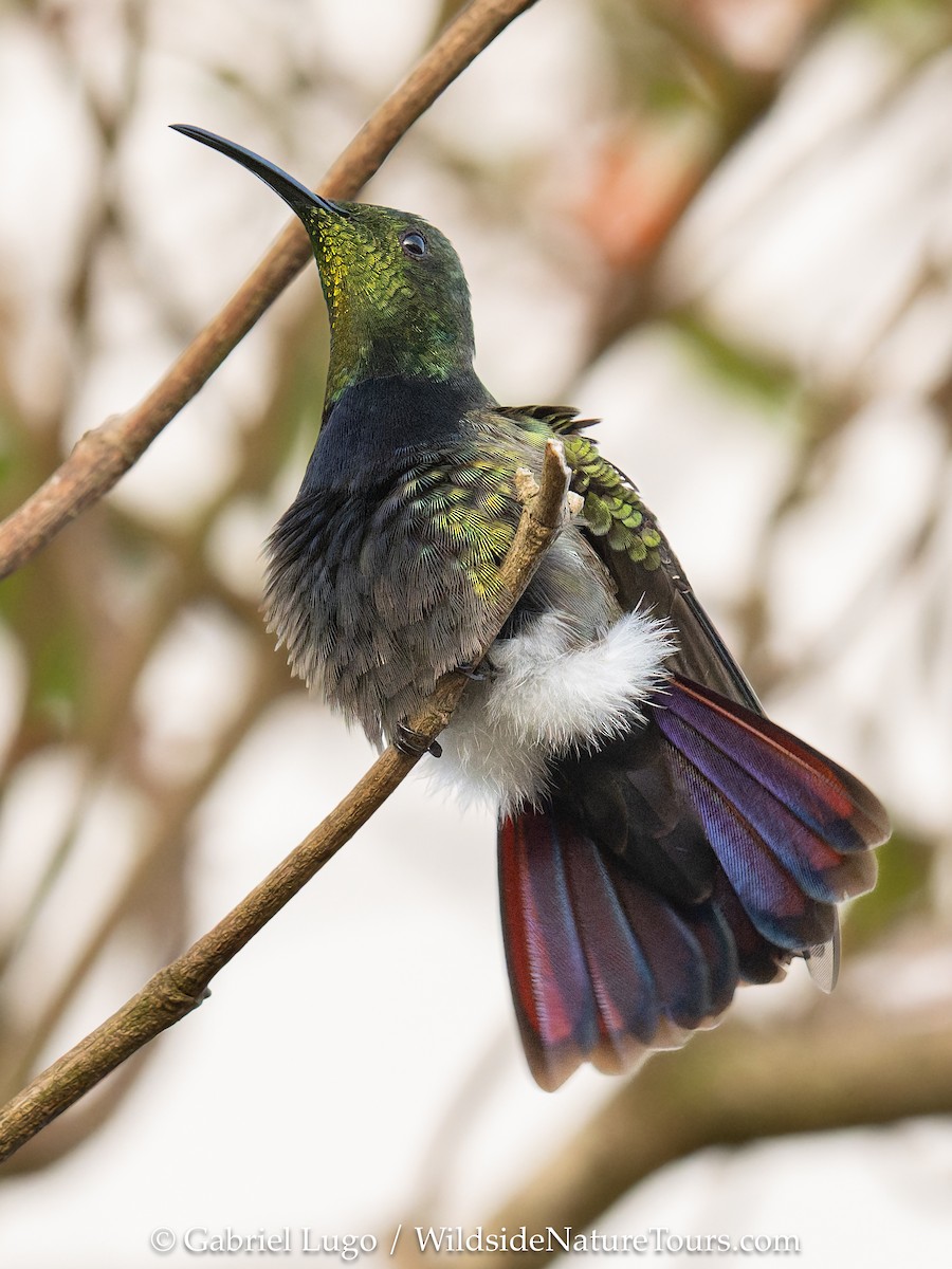 Puerto Rican Mango - ML638902780