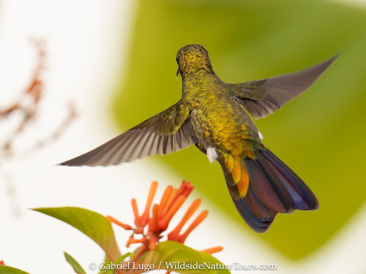 Puerto Rican Mango - ML638902781