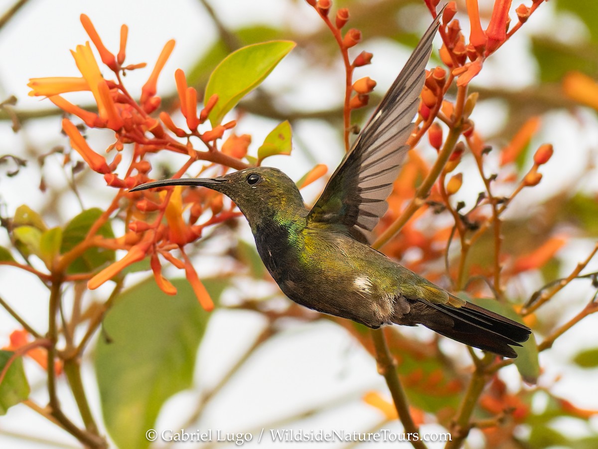 Puerto Rican Mango - ML638902782