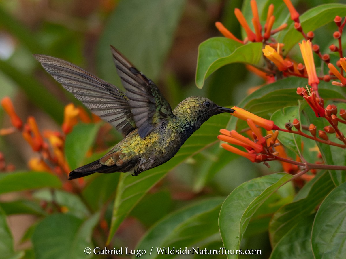 Puerto Rican Mango - ML638902783