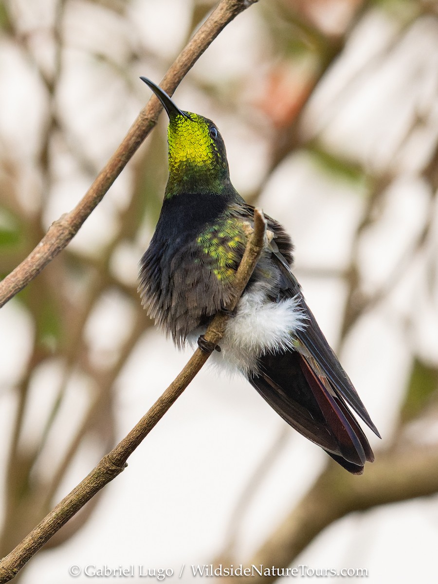 Puerto Rican Mango - ML638902784