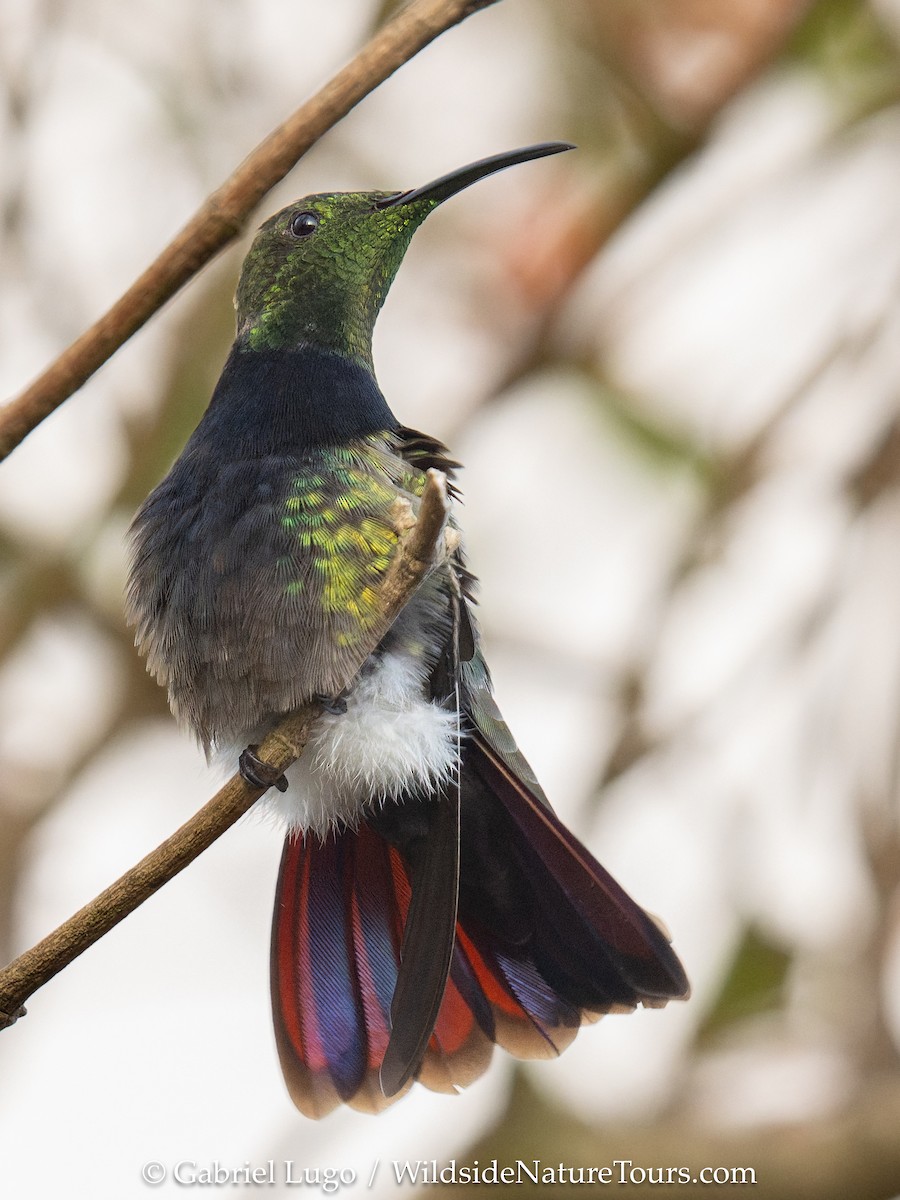 Puerto Rican Mango - ML638902785