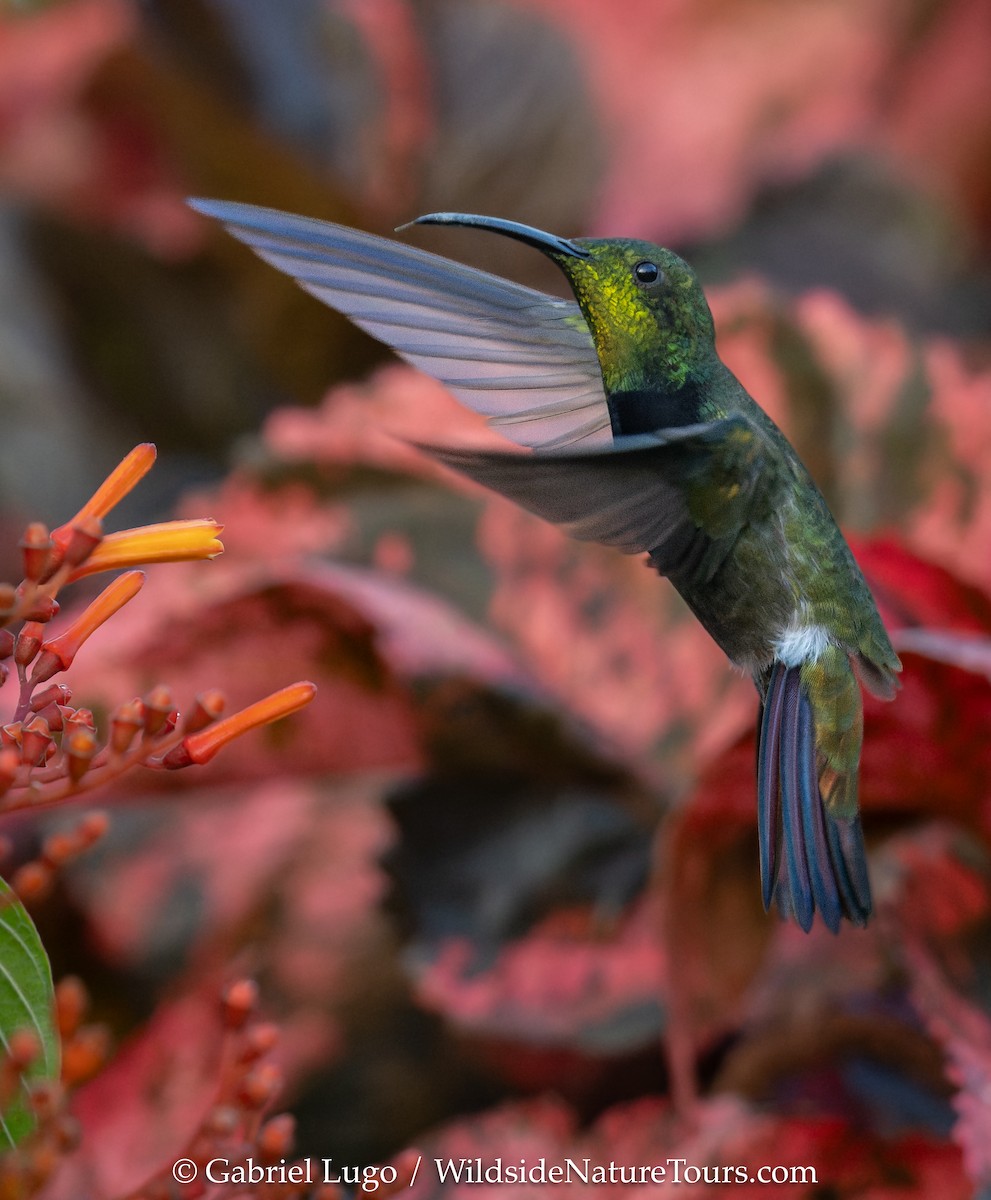 Puerto Rican Mango - ML638902786