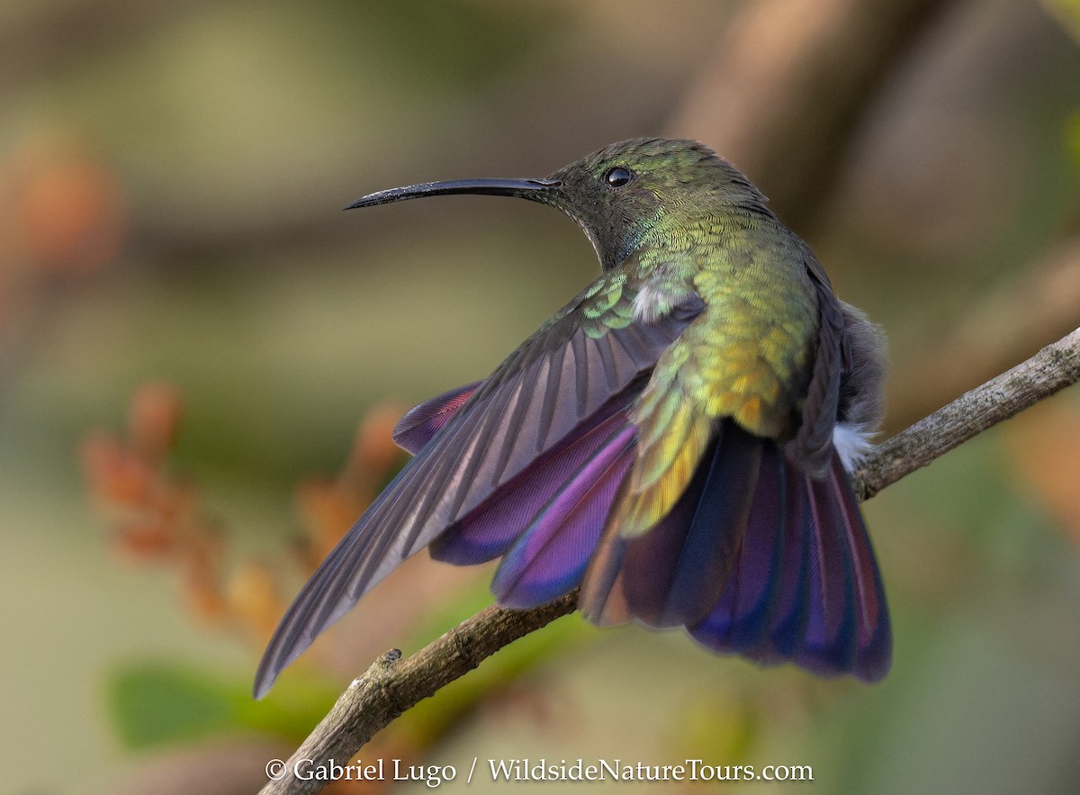 Puerto Rican Mango - ML638902787