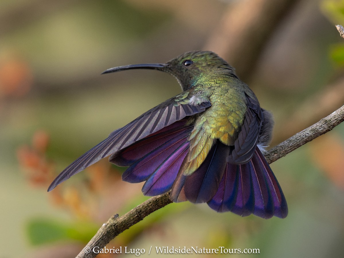 Puerto Rican Mango - ML638902788