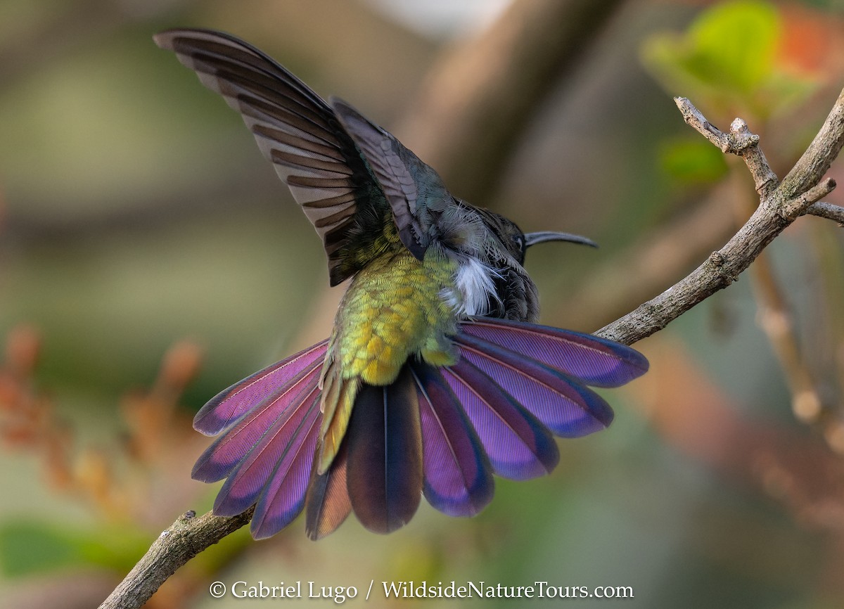 Puerto Rican Mango - ML638902789