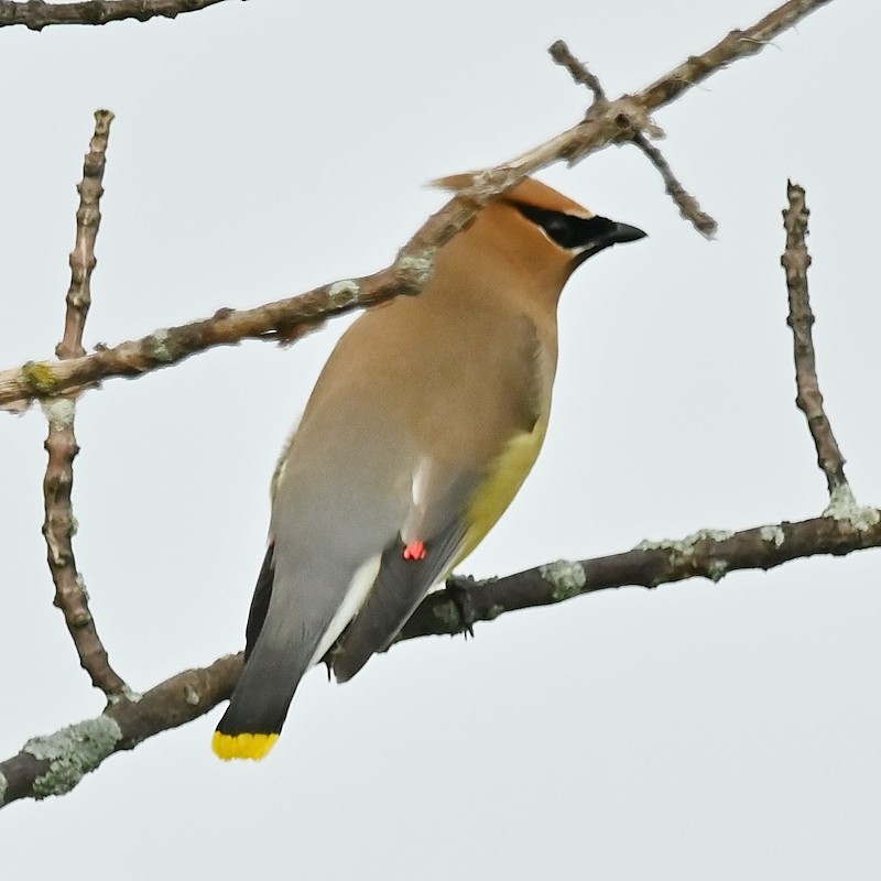 Cedar Waxwing - ML638902792