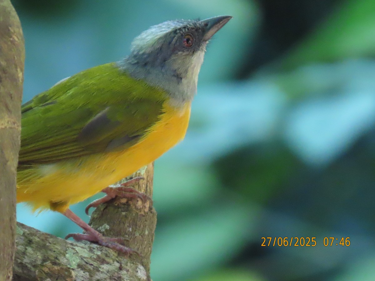 Gray-headed Tanager - ML638902802
